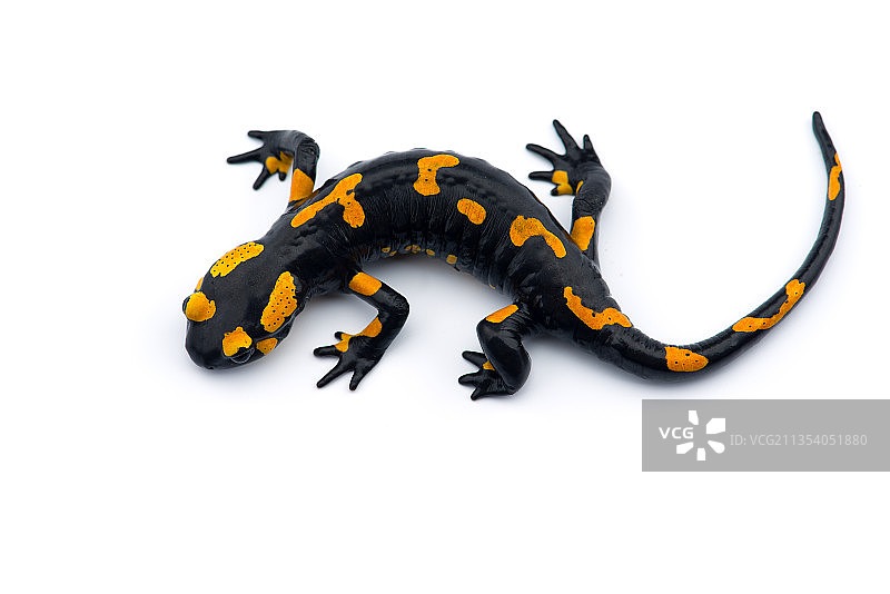 俄罗斯白色背景上的蛇的俯视图图片素材