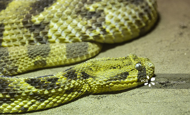 毒蛇特写图片素材
