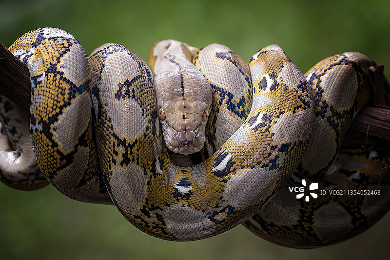 森林中悬挂的蟒蛇特写，印度尼西亚勿加泗图片素材