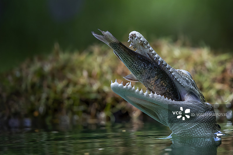 印度尼西亚勿加泗湖中游泳的鳄鱼特写图片素材