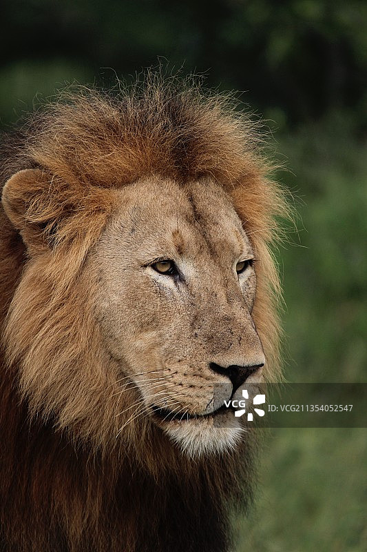 南非狮子特写图片素材