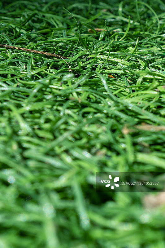 绿色草地特写图片素材
