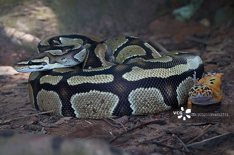 印度尼西亚勿加泗田野蟒蛇特写图片素材