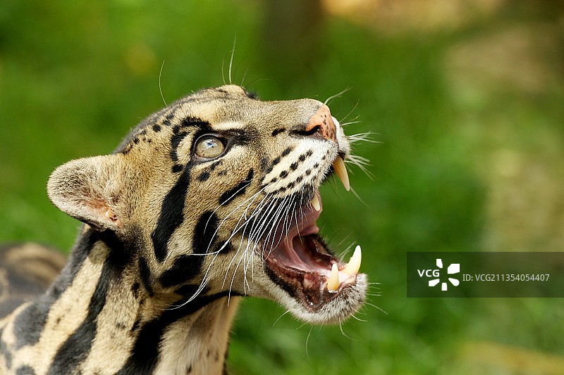 田野上站立并打哈欠的老虎特写，英国阿什福德斯马登图片素材