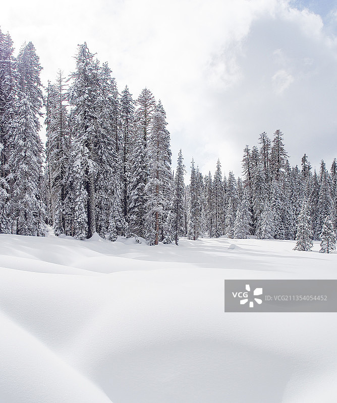 雪上的树木覆盖着大地，映衬着天空图片素材