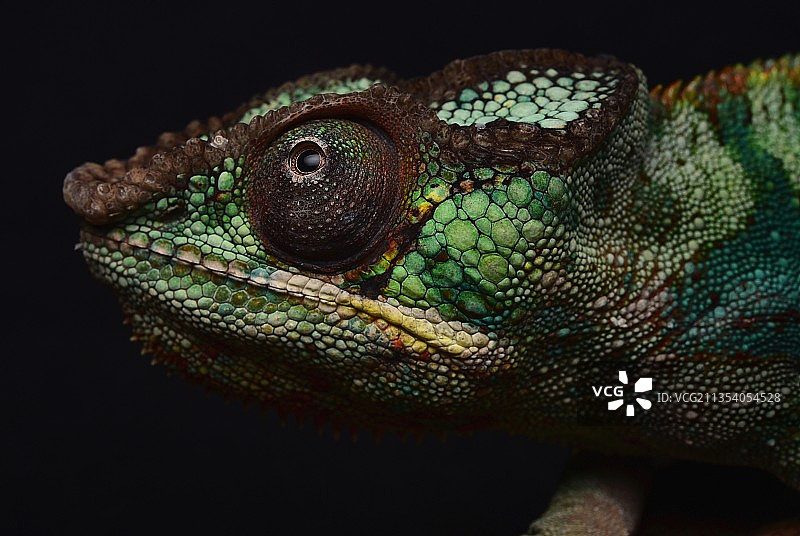 黑色背景下的变色龙特写图片素材
