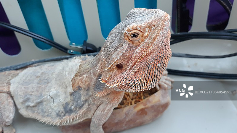 桌子上的鬣蜥特写图片素材