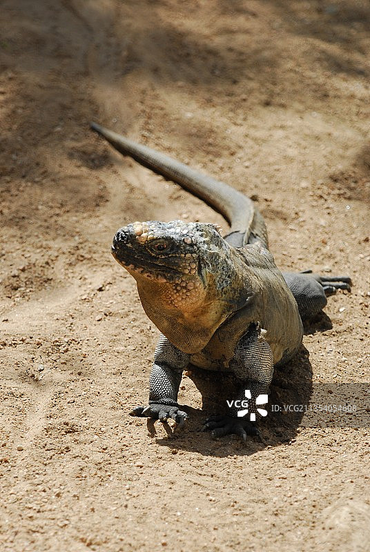 沙滩上的海陆鬣蜥特写图片素材