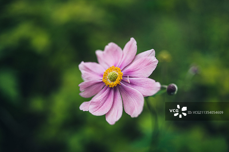 粉色波斯菊特写，杜伊斯堡，德国图片素材