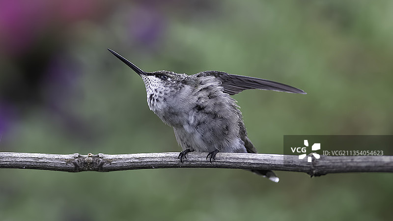 蜂鸟栖息在树枝上特写，美国密苏里州图片素材