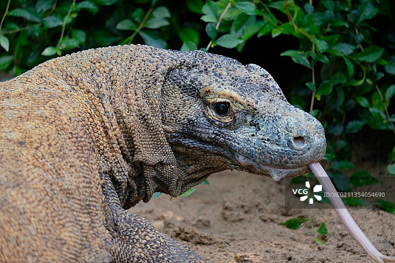 科莫多巨蜥在田野特写，巴厘岛，印度尼西亚图片素材