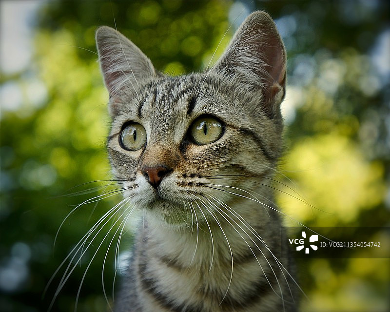 猫的特写肖像图片素材