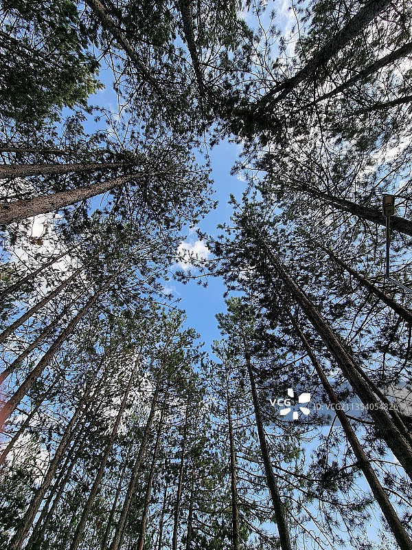 树木对天空的低角度视图图片素材
