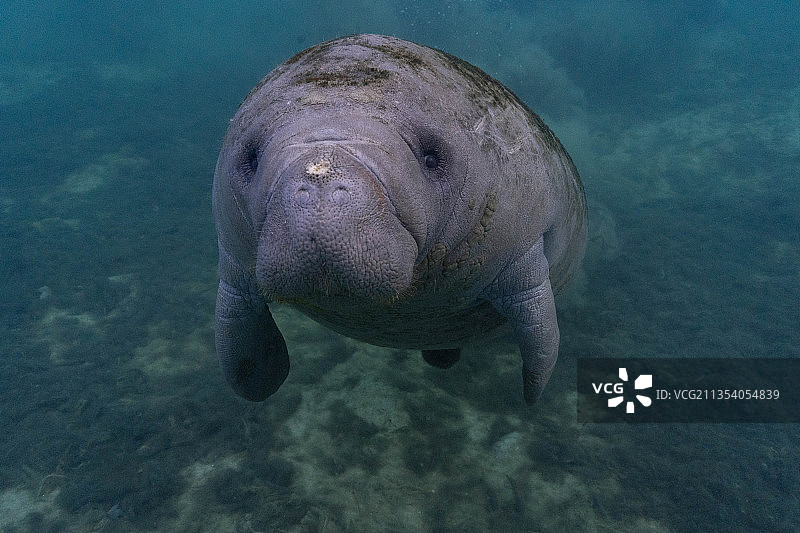 美国佛罗里达州水晶河中游泳的海豹特写图片素材