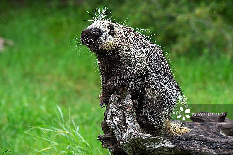 美国田野上的松鼠特写图片素材