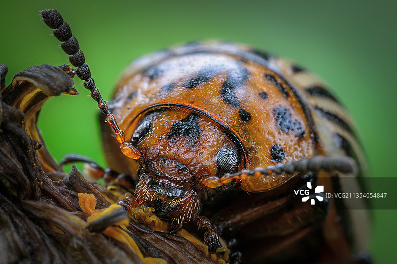哈萨克斯坦树叶上昆虫的特写镜头图片素材