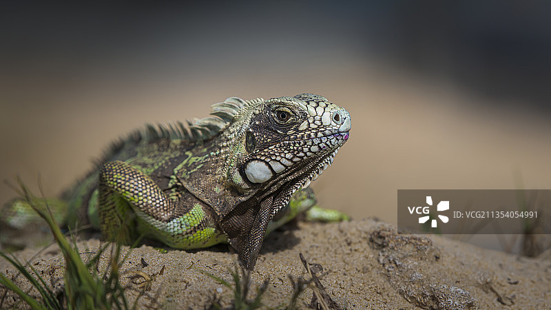 绿鬣蜥在岩石上的特写，巴西巴伊亚图片素材