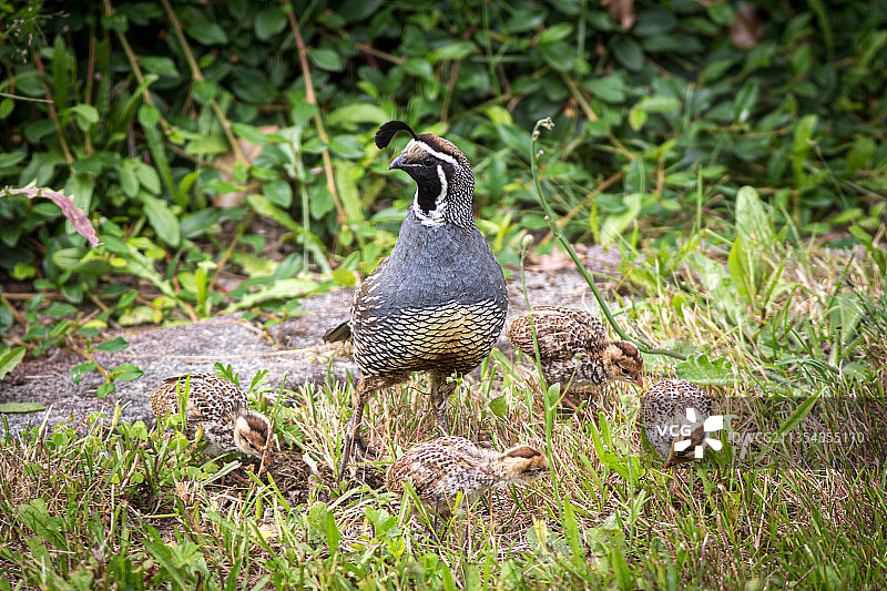 栖息在草地上的鸭子特写，斯诺霍米什，华盛顿州，美国图片素材