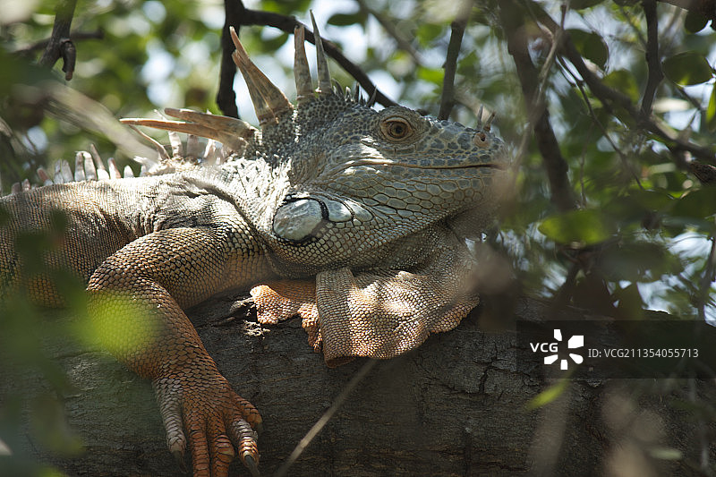 墨西哥科利马树上的绿鬣蜥特写图片素材