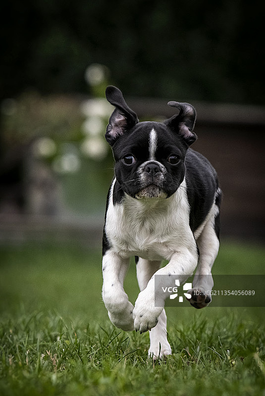 波士顿梗的肖像在草地上奔跑，圣乔治尼姆阿特高，奥地利图片素材