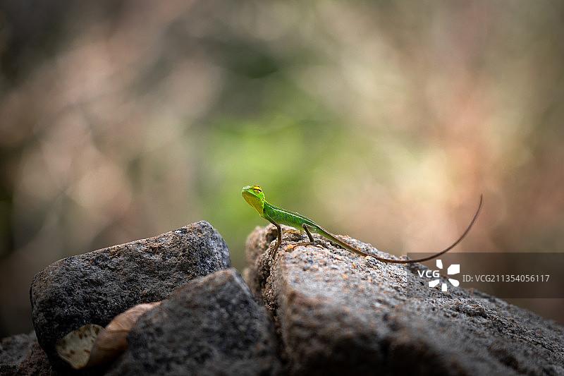 蜥蜴在岩石上的特写图片素材