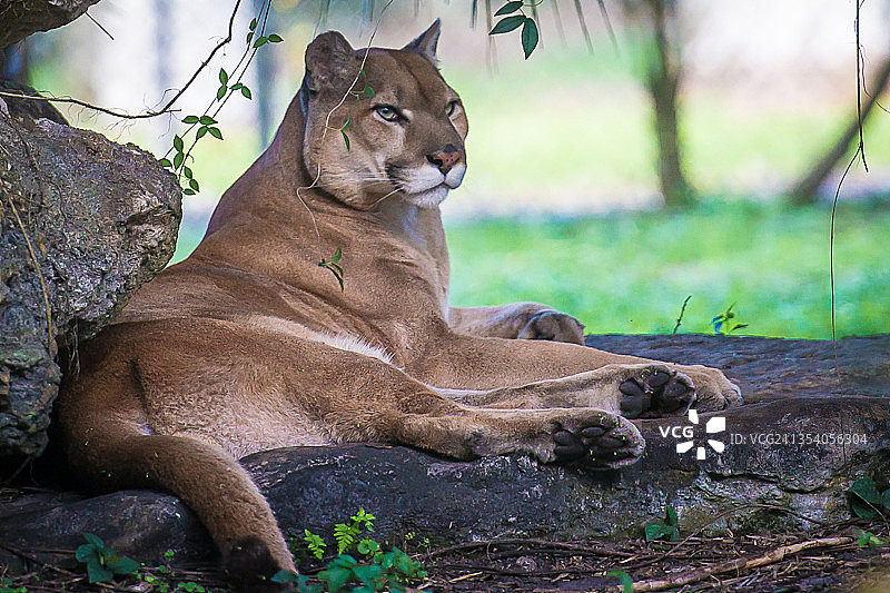 坐在树干上的狮子肖像图片素材