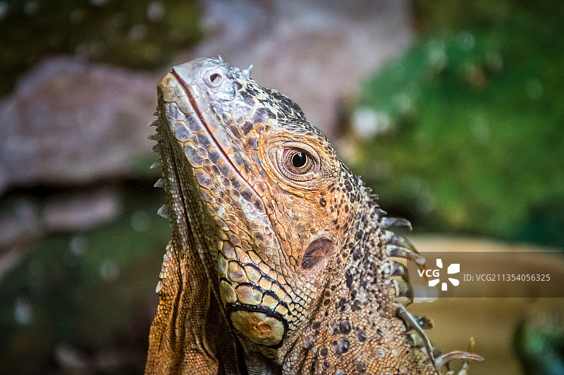 绿色鬣蜥特写图片素材