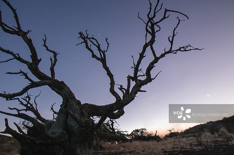 低角度的裸露的树对天空图片素材