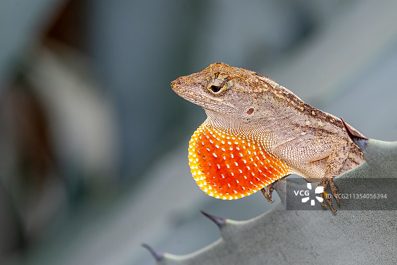 变色龙在岩石上的特写，马可岛，佛罗里达州，美国图片素材