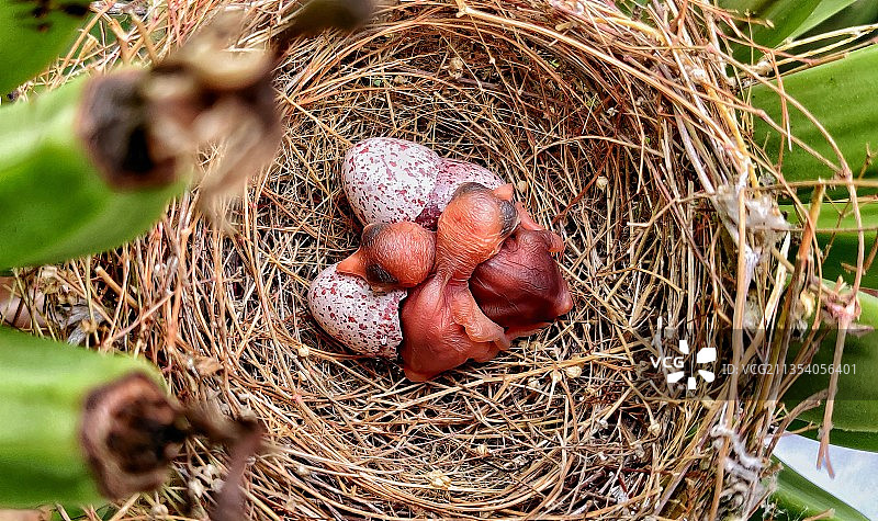 鸟巢中的鸡蛋俯视图图片素材