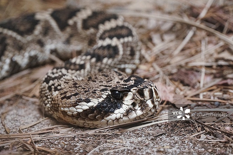 响尾蛇在田野上的特写图片素材
