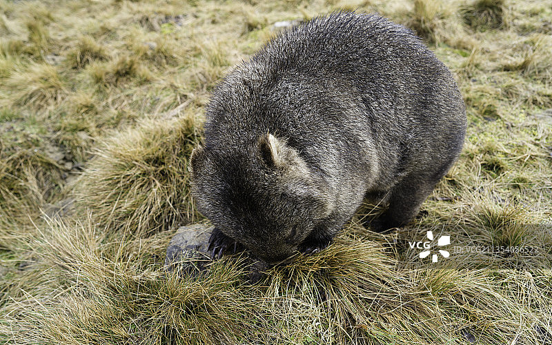 澳大利亚塔斯马尼亚摇篮山草地上兔子特写图片素材