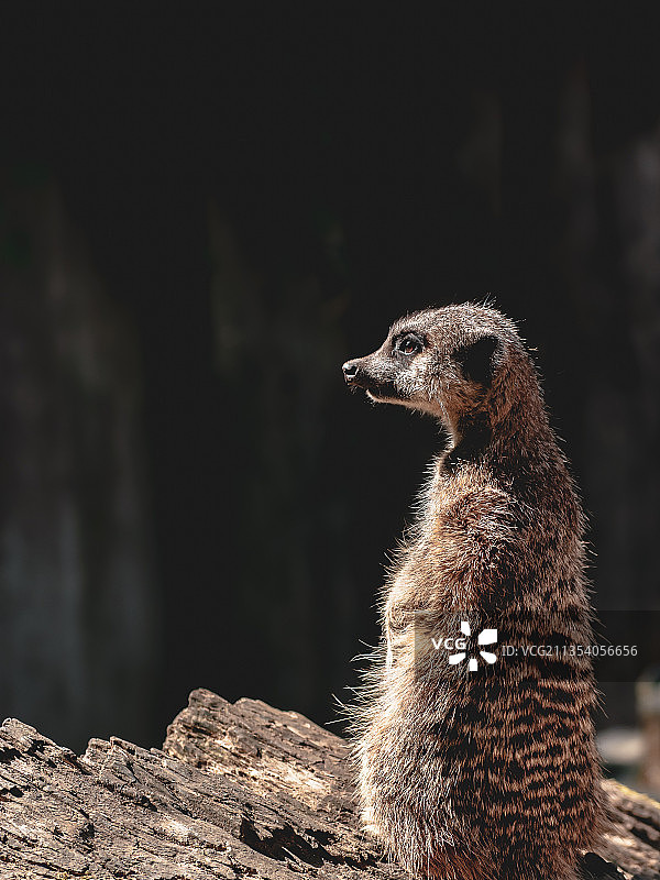 坐在岩石上向远处看的猫鼬特写，法国环法自行车赛道图片素材