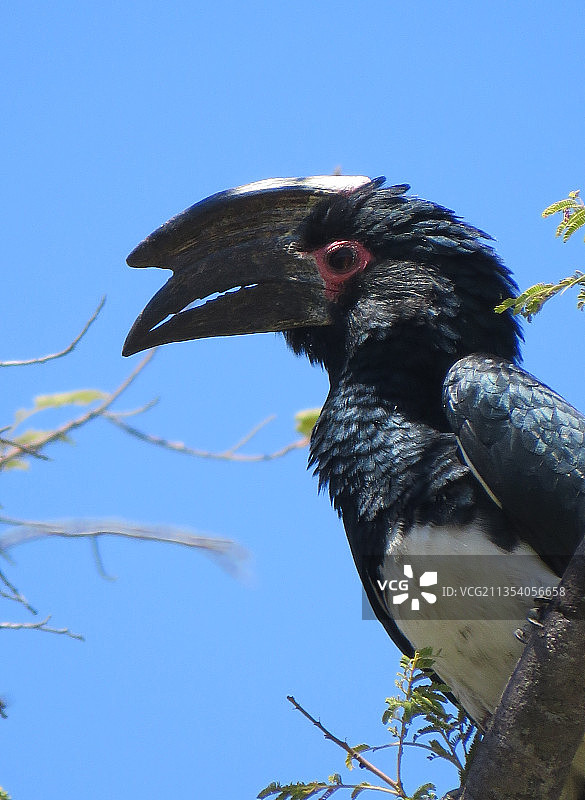 仰视视角：犀鸟栖息在树枝上，背景是晴朗的蓝天，纳米比亚图片素材