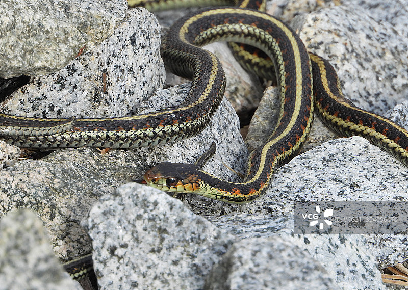 岩石上普通束带蛇的高角度视图图片素材