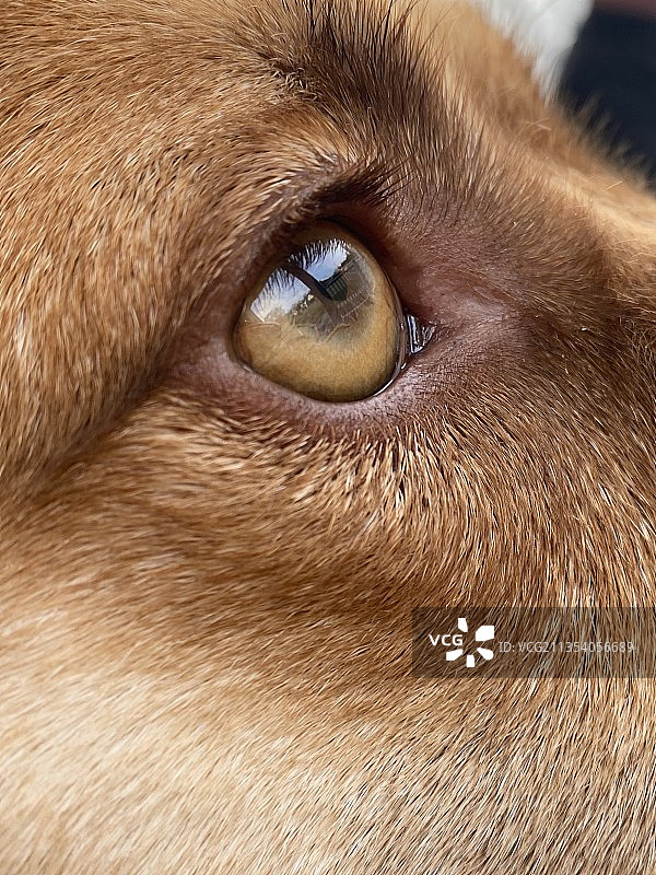 美国弗吉尼亚州米勒的狗狗特写图片素材