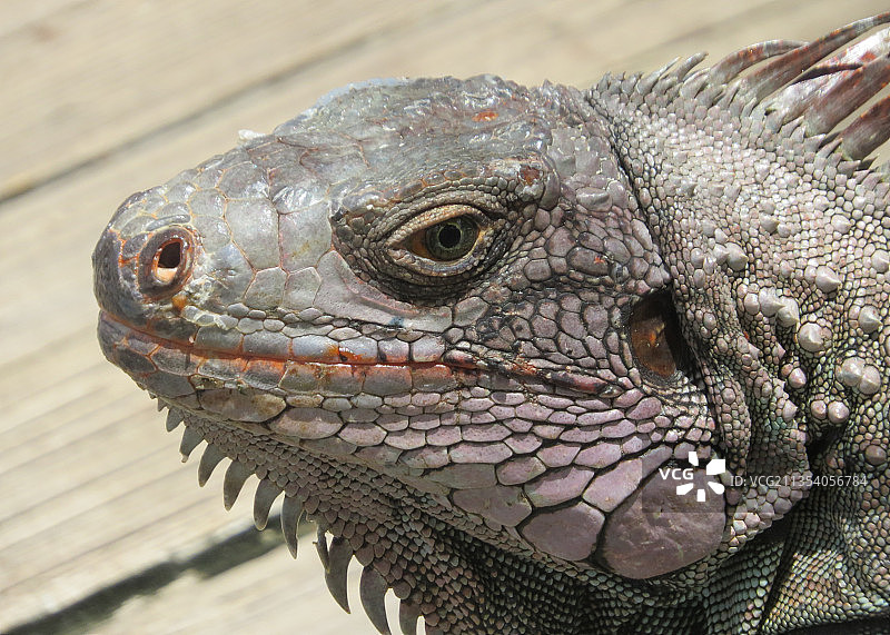 绿色鬣蜥特写图片素材