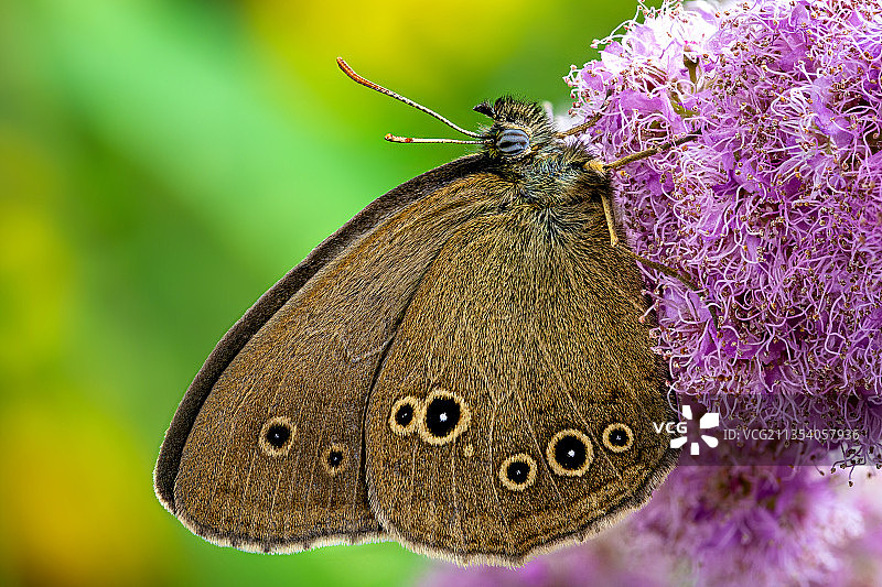 蝴蝶在紫色花朵上授粉的特写镜头图片素材