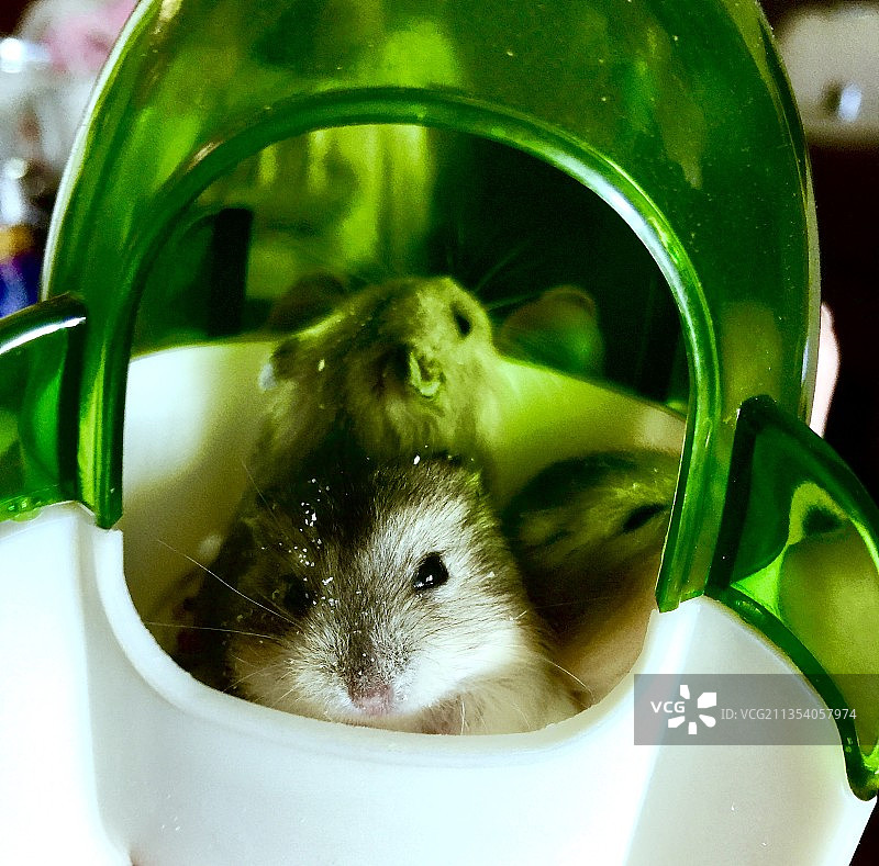 容器中的仓鼠特写图片素材