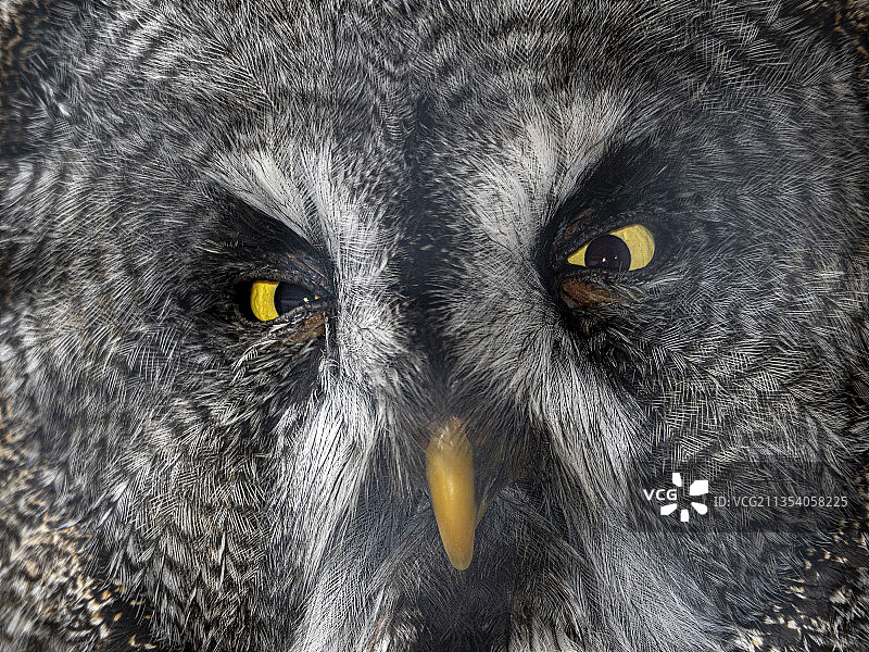 意大利斯特拉达瓦尔代塔梅尔斯克灰林鸮特写图片素材