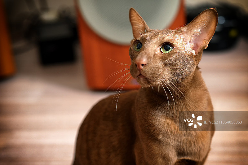 猫看向别处的特写图片素材