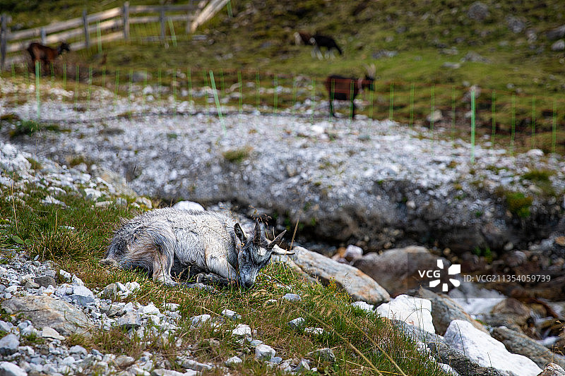 印度安得拉邦蒂鲁帕蒂田野里的绵羊（俯视角度）图片素材