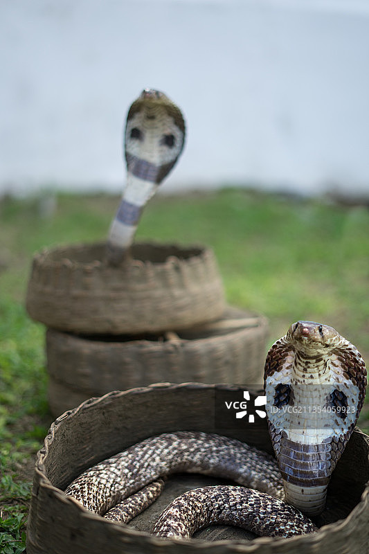 眼镜蛇在田野特写，斯里兰卡加勒图片素材