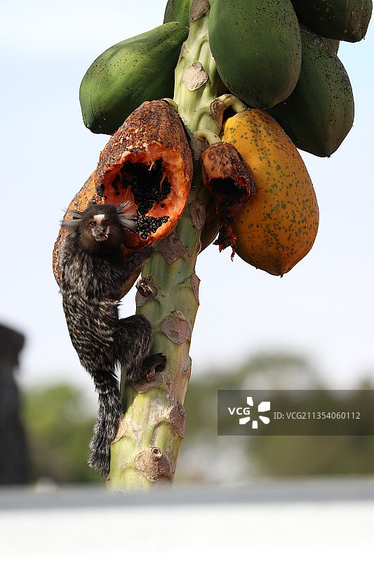 巴西树上的椰子特写图片素材