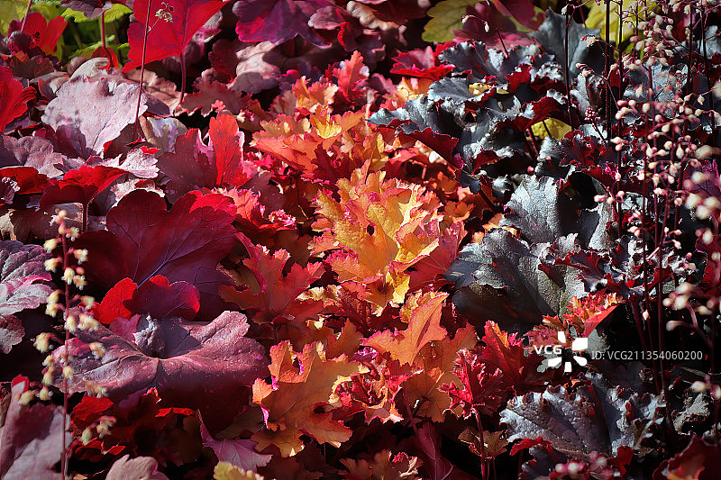 秋叶的全画幅镜头图片素材