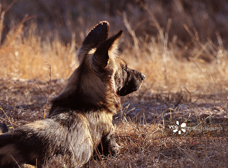 草地上狗狗坐姿特写图片素材