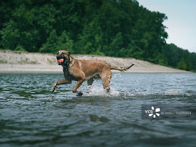 纯种牧羊犬在湖中奔跑的侧面图图片素材