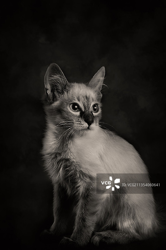 黑色背景下的猫特写肖像图片素材