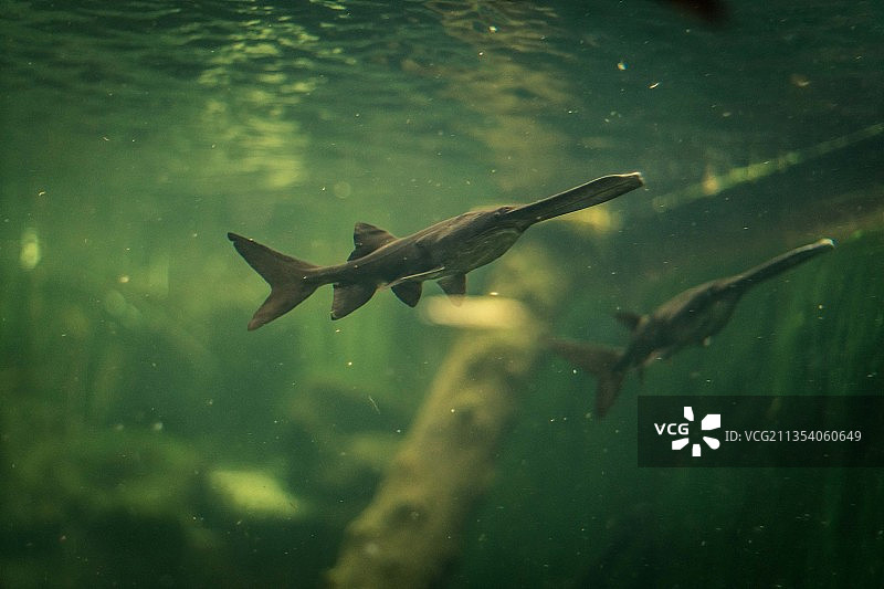 鱼在海里游泳的特写镜头图片素材