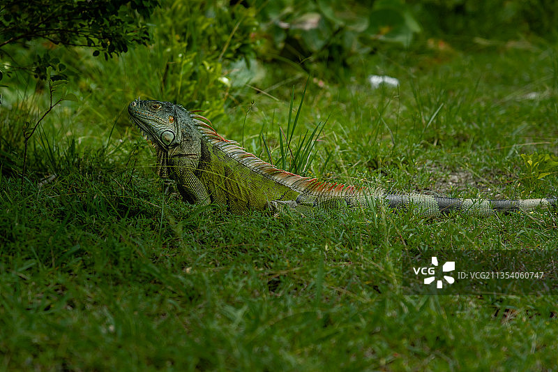 田野上的鬣蜥特写，美国佛罗里达州迈阿密图片素材